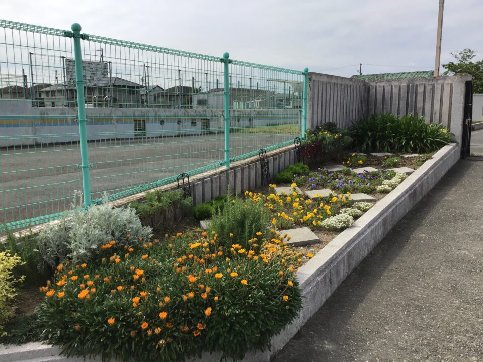 学校の花壇から 松阪市立天白小学校